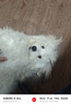疯狂小狗冻干夹心狗粮比熊小型犬幼成犬粮鸡肉兔肉鸭肉牛肉组合9kg18斤 实拍图