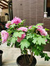 花翁牡丹花苗盆栽洛阳正宗对版花卉绿植 洛阳红（3-5分叉）源头直发 实拍图