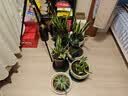 芷郁绿植盆栽托盘垫接水圆形防烂根树脂花盆底座托盘 特厚270型3个 实拍图