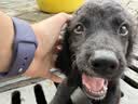 宠莱克犬瘟热病毒胶体金检测试纸条 1条/盒 犬瘟CDV试纸检测卡医院同款自测检查卡 实拍图
