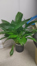 年宵花【热销款】白掌一帆风顺盆栽水培植物绿植过年装饰摆件年货 特级白掌带花+繁星自吸盆 实拍图