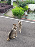藻趣儿 狗粮 通用全价犬粮小中大型犬泰迪柯基金毛拉布拉多 【新升级蛋黄双拼】成犬粮40斤装 实拍图