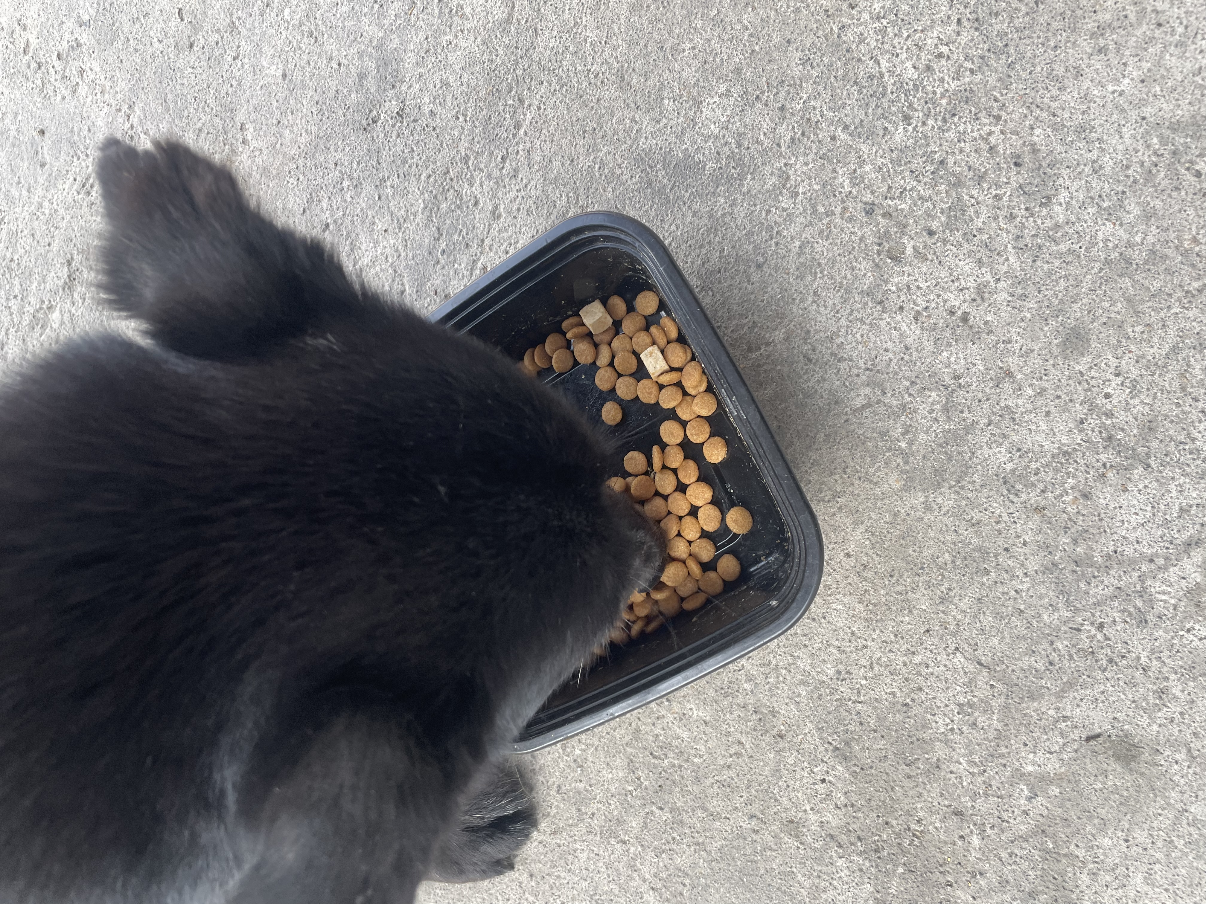 顽皮（Wanpy）Happy100果饭儿全价双拼成犬粮鸡肉三文鱼冻干 2kg 实拍图