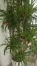 叹为观止大型植物发财树各种大颗盆栽开业乔迁客厅办公室内好养大型花卉 多头龙血树【1.5-1.7米】 含盆 实拍图
