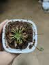 捕蝇草盆栽猪笼草食虫植物夏季驱蚊食虫捕虫室内趣味绿植 锦地罗茅膏菜 赠吸水盆栽好发货 实拍图