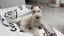 自然光环Halo【小犬鲜肉】进口狗粮小型犬泰迪柯基比熊专用法斗雪纳瑞博美 小犬鱼肉味10磅/4.5kg 下单抽奖·满赠好礼~详情请入会 实拍图