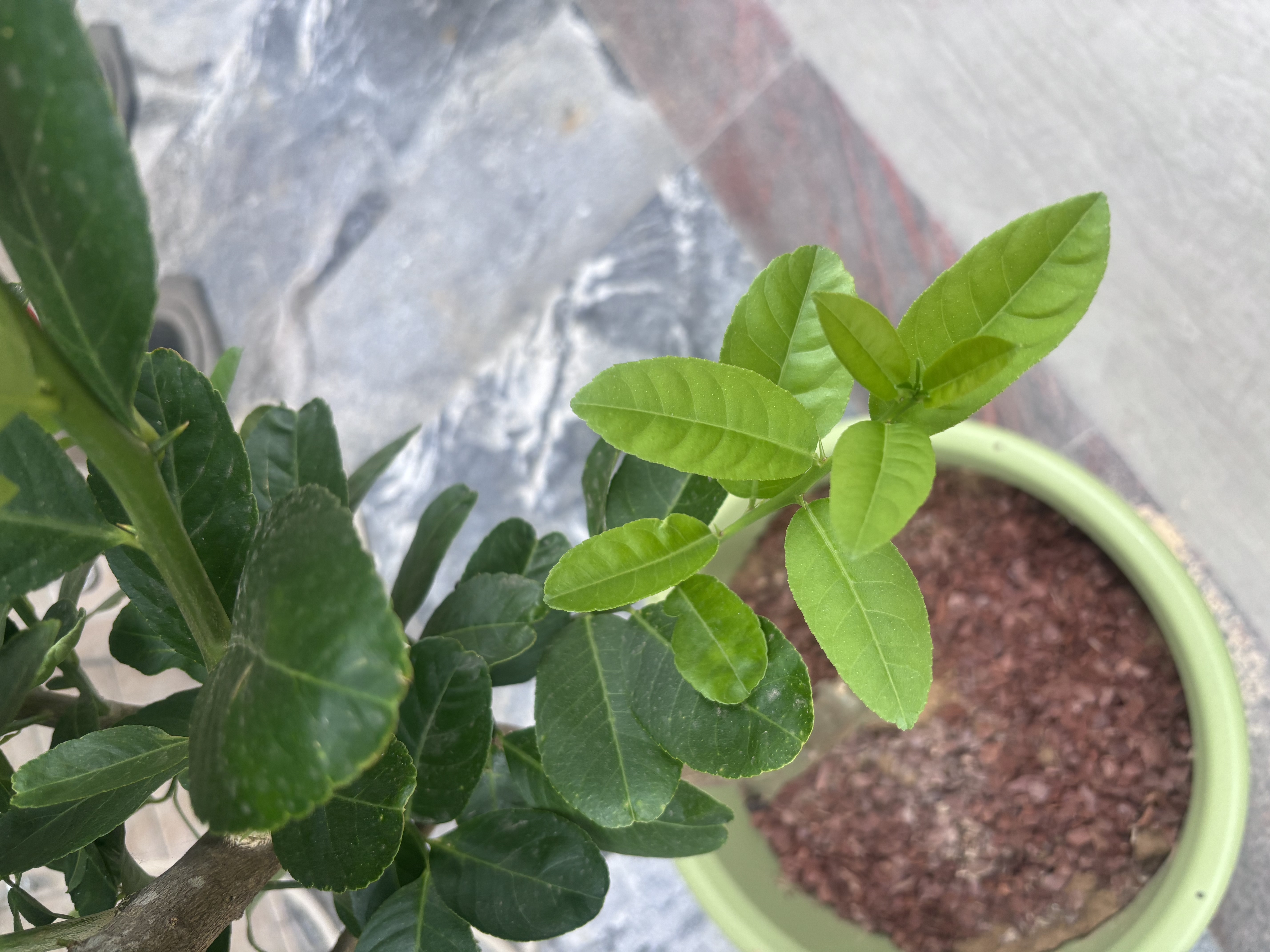 爱丽思（IRIS）Deepot深型花盆大号口径家用树脂塑料加仑月季绣球龟背竹专用植物 12号 浅绿色 (口径39.8cm)约29L 实拍图