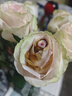 悦多彩AB级优质香水百合 家庭办公室各色生活鲜花 昆明基地 现采直发 单头玫瑰10支（随机色） 实拍图
