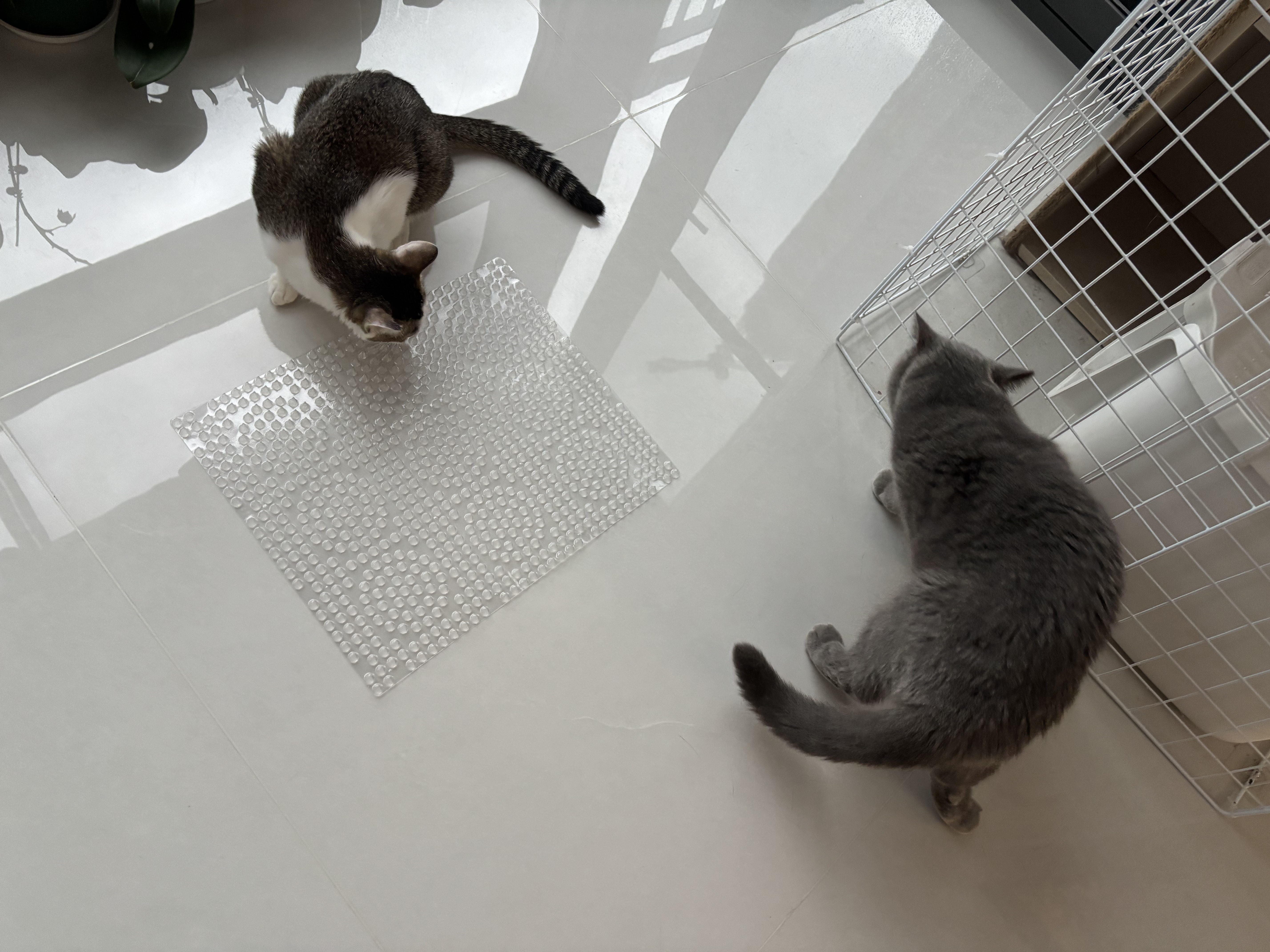 HELLOJOY防猫刺钉驱猫神器防猫爬刺垫沙发保护猫狗隔离禁区刺网垫 6片装 实拍图