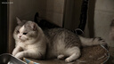 贝亲（Pigeon）自然实感第3代启衔奶嘴 宽口径奶嘴 LL号-1只装 9个月以上 BA133 实拍图