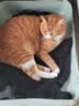 麦富迪猫粮 超肉粒冻干双拼幼猫粮免疫护肠胃 三文鱼2kg 实拍图