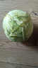 高原夏菜新鲜包菜卷心菜绿甘南菜甘蓝圆白菜时令蔬菜健康营养早餐 1.5斤-2斤高端标准菜 实拍图