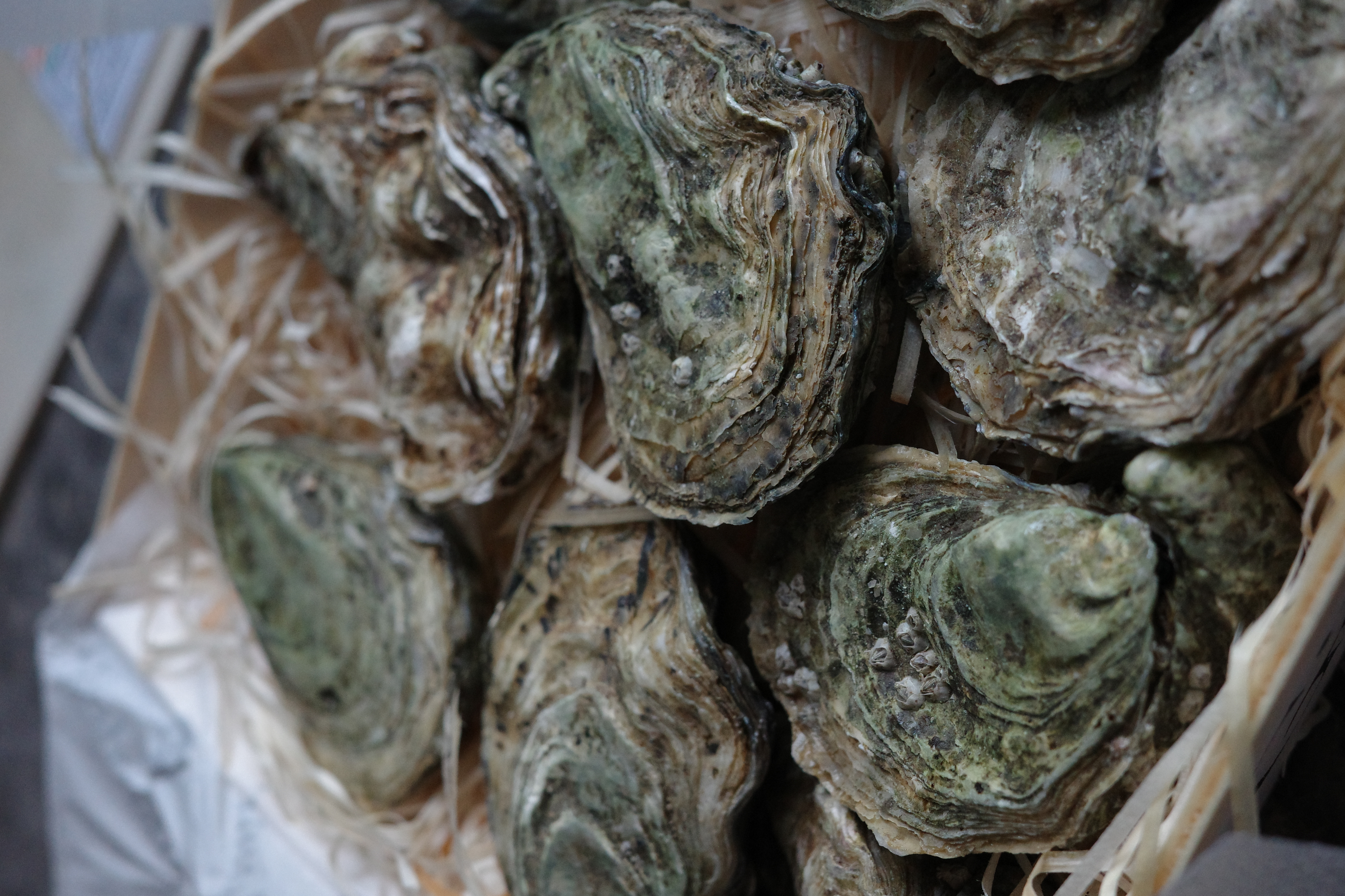 吉娜朵鲜活法国进口活体生蚝12只N0/N1/N4 生鲜牡蛎 即食刺身 源头直发 12N4 实拍图