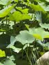 森宝（Semper）经典版 婴幼儿配方奶粉 1段(0-6月)800g DHA+乳脂球膜 实拍图