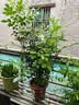 九千谷植物爬藤架包塑钢管园艺支架护花架支撑杆圆环型60CM 5个装6430 实拍图