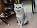 皇家猫粮 英短成猫粮 BS34 通用粮 12月以上 2KG 实拍图