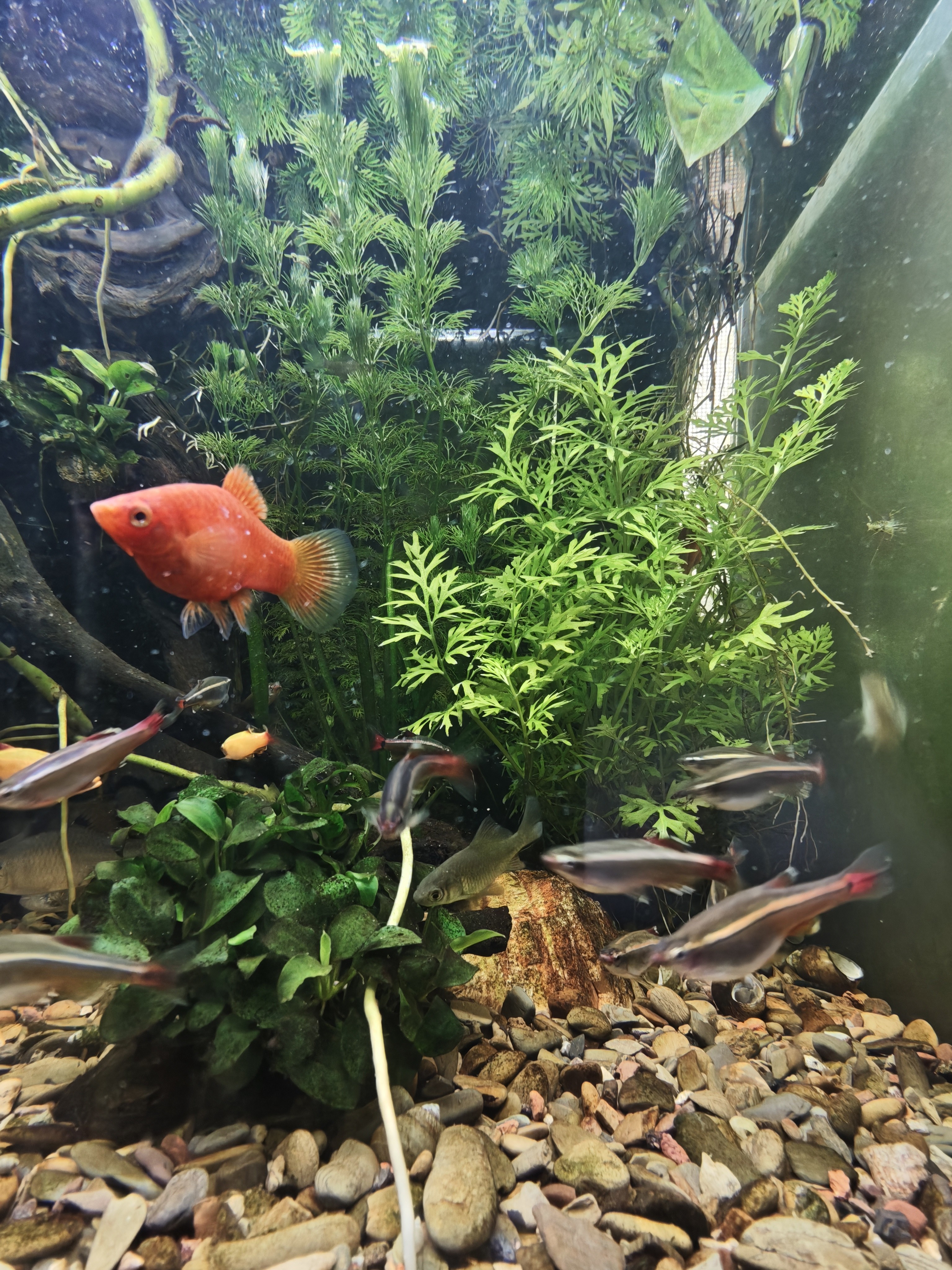 沃韦朗（VOONLINE）鱼缸灯水草灯LED全光谱草缸水族夹灯 【七色调光定时】沃韦朗夹灯25W 实拍图
