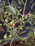 维达（Vinda）有芯卷纸 蓝色经典4层160克*10卷 厚韧大分量 卫生纸厕纸 卷筒纸 实拍图