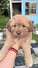 卫佳五疫苗卫佳捌疫苗卫佳五狗疫苗进口狗疫苗卫佳伍卫佳捌幼犬疫苗 幼犬套餐（卫佳伍*3+狂犬）驱虫药* 1ml*1瓶 实拍图