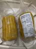 精品黄糯玉米 真空包装 新收粘玉米糯玉米加热即食粗粮代餐 黄金8cm玉米2段 单段130-180g 实拍图