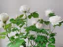 MUJI女式 凉感 抽褶裙 长半身裙 女款 纯棉 夏季款 裙子女装 BE214A6S 萨克森蓝条纹 M 160/66A 实拍图