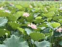 艾美特（AIRMATE）【智能遥控】七叶家用大风量落地扇电风扇台式空气循环小风扇6档暴风定时电扇高清屏显 FS30-R99 实拍图