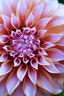 腾龙（Tamron）F072S 90mm F2.8 Di III MACRO VXD定焦微距镜头 人像昆虫花草口腔 全画幅微单镜头(索尼全幅E口) 实拍图
