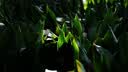 腾龙（Tamron）A078S 35-100mm F/2.8 Di III VXD大光圈变焦镜头 索尼全画幅微单镜头(索尼全幅E口) 实拍图