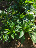 金镶玉 茶具配件  洁直公杯   玻璃公道杯茶海分茶器功夫茶具零配 实拍图