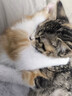 诚实一口P40全价猫粮 成猫幼猫80%高鲜肉长肉美毛养胃鸡鱼口味通用型400g 实拍图