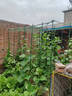 墨一【送货上门】爬藤架葡萄黄瓜豆角架种菜花支架庭院园艺花卉支撑杆 粗16mm长240cm10支 特大 实拍图