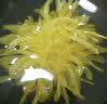 艺福堂菊花茶 精选大朵金丝皇菊 新花特养生凉茶级搭枸杞金银花泡水20g 实拍图