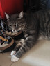 格吾安猫罐头猫主食罐猫湿粮成猫鲜肉慕斯鸡牛混合85g*6 实拍图