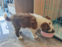皇家狗粮 幼犬狗粮 犬粮 通用犬型 A3 通用粮 2-12月 3KG 实拍图