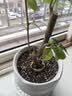 德沃多16L植物营养土通用养花土种菜多肉专用土种植土椰糠 实拍图