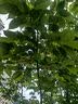 DAGO医用牙科蓝膜一次性隔离保护膜酒店旅行隔脏膜透气防医用胶布 实拍图