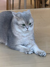 网易严选全价猫粮4.0 成幼猫三文鱼亮毛护肠胃深海鱼虾味10kg【宠物金选】 实拍图