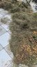 张小泉别墅草坪剪花草修理剪刀园林工具园艺剪刀花艺剪S10620100 实拍图