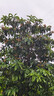 永诺YN50F1.8S DF索尼口全画幅自动定焦镜头 适用于A7M3 A7M4 ZVE10等微单相机 白壳新品 实拍图