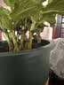 迷迭香苗盆栽可食用驱蚊植物香草薄荷苗绿植物室内煎牛排水培花卉 2盆迷迭香大盆苗约20cm高+加仑盆 实拍图