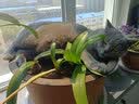 网易严选全价猫粮 宠物主粮成幼猫全价粮高蛋白猫咪食品 原野禽肉味500g 实拍图