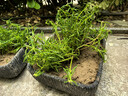 果汁阳台月季花苗四季开花卉盆栽绿植物室内花易活玫瑰带花苞庭院 红苹果【大花浓香，月月开分枝多】 【带花苞】【盆口径15cm】原盆冠25高35 实拍图