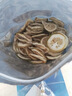 贡苑特级大片纯柠檬片干500g 实惠装无添加糖烘干柠檬干Vc茶花草茶 实拍图