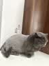 奥克斯（AUX）宠物剃毛器猫咪专用推子长毛猫电推剪静音剃猫毛神器宠物猫脚底推毛器 【长毛猫专用 可防水】标配 实拍图