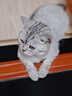 麦富迪猫粮 冻干鲜粮高蛋白成幼猫粮美毛亮毛 三文鱼鸡肉5.4kg 实拍图