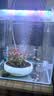 九千谷水仙陶瓷花盆 碗莲铜钱草花盆睡莲无孔水培水仙花盆 大号青瓷4091 实拍图
