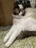 凯锐思猫条猫咪零食0添加0诱食剂高肉营养鱼肉猫条10支 实拍图