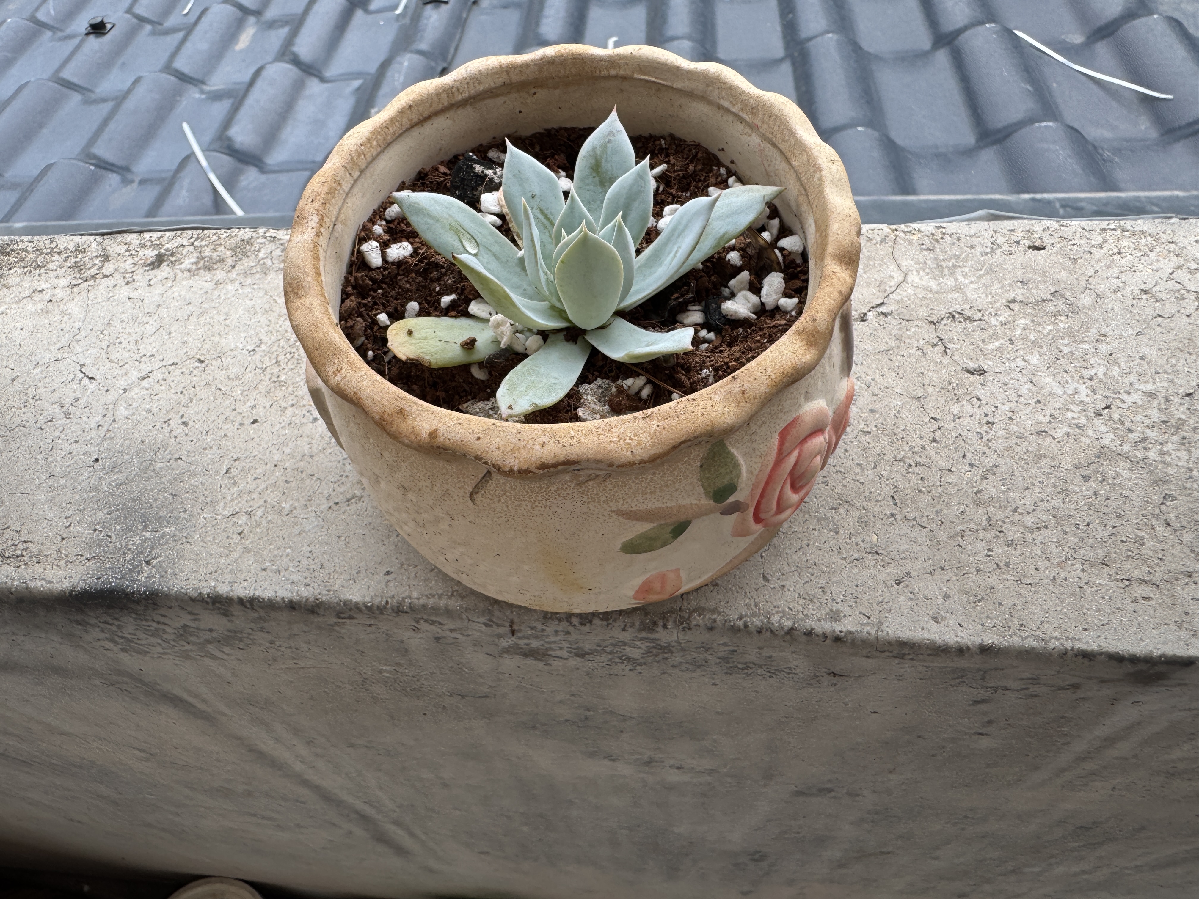 花盆绿植盆栽大口径拼盘多肉陶瓷素烧透气粗陶桌面绿植手绘小花盆 SK阳光花朵组合5个 【看图标注】 实拍图