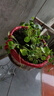 意轩铜钱草水培盆栽室内室外花卉金钱草绿植吸绿植花草植物 1盆【100根茎带叶发货不含盆】 实拍图