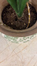 德沃多16L植物营养土通用养花土种菜有机土壤绿植盆栽种植土椰糠 实拍图
